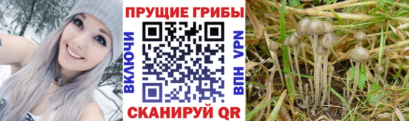 Псилоцибиновые грибы мицелий  Севск 